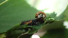 Dinocampus coccinellae paralysis virus
