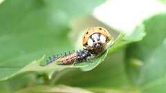 Dinocampus coccinellae paralysis virus