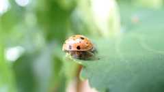 Dinocampus coccinellae paralysis virus