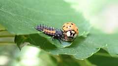 Dinocampus coccinellae paralysis virus