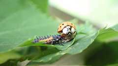 Dinocampus coccinellae paralysis virus