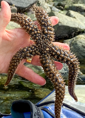 Stylasterias forreri