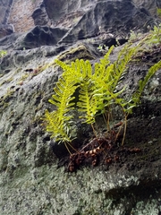 Polypodium interjectum
