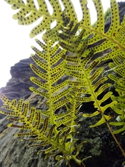Polypodium interjectum