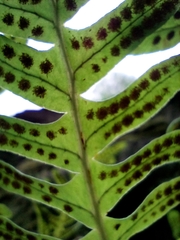 Polypodium interjectum