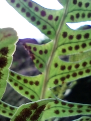 Polypodium interjectum