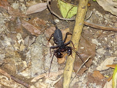 Thelyphonus sepiaris