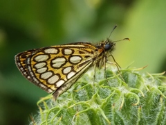 Heteropterus morpheus