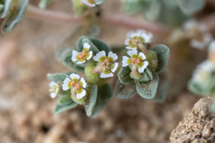 Euphorbia vallis-mortae