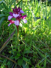 Anacamptis papilionacea aegaea