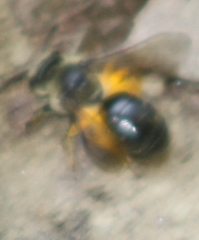 Andrena