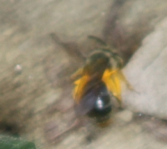 Andrena