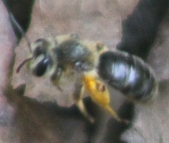 Andrena