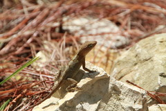 Anolis cybotes