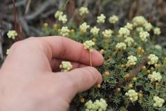 Eriogonum thymoides