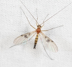 Macrocera centralis