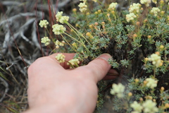 Eriogonum thymoides