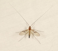 Macrocera centralis