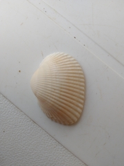 Anadara brasiliana