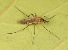Aedes rusticus