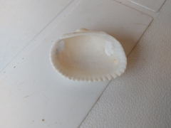 Anadara brasiliana