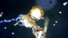 Polypodium interjectum