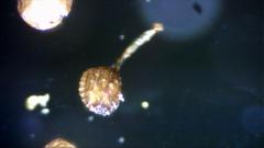 Polypodium interjectum