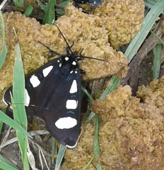 Alypiodes bimaculata