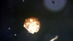 Polypodium interjectum