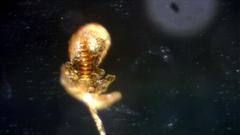 Polypodium interjectum