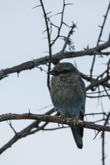 Coracias naevius mosambicus