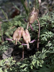Dicentra pauciflora