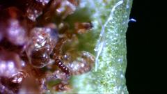 Polypodium interjectum