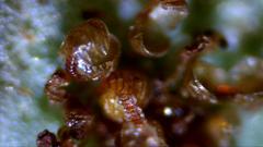 Polypodium interjectum