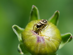 Heliophanus apiatus