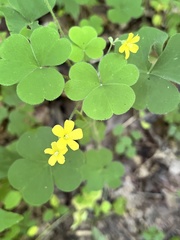 Oxalis illinoensis