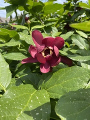 Calycanthus