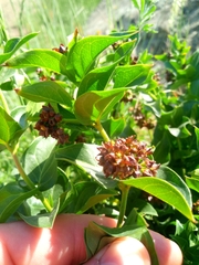 Vincetoxicum funebre