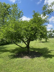 Malus dasyphylla