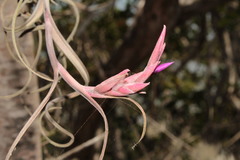 Tillandsia intermedia