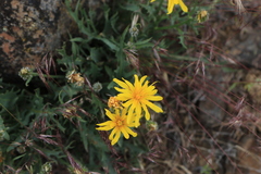 Crepis modocensis