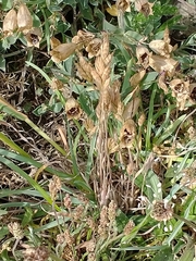 Bromus hordeaceus ferronii