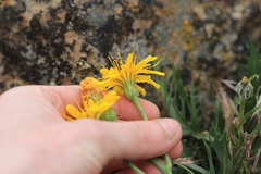 Crepis modocensis