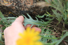 Crepis modocensis