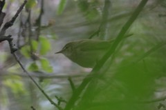 Acrocephalus dumetorum