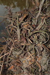 Tillandsia intermedia