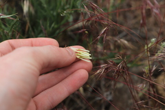 Crepis modocensis