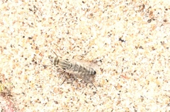 Acrosathe annulata