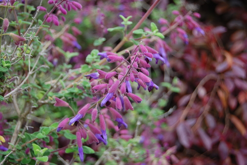 Pine Mountain Sage (Salvia semiatrata)