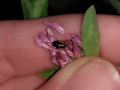 Cryptocephalus vittatus